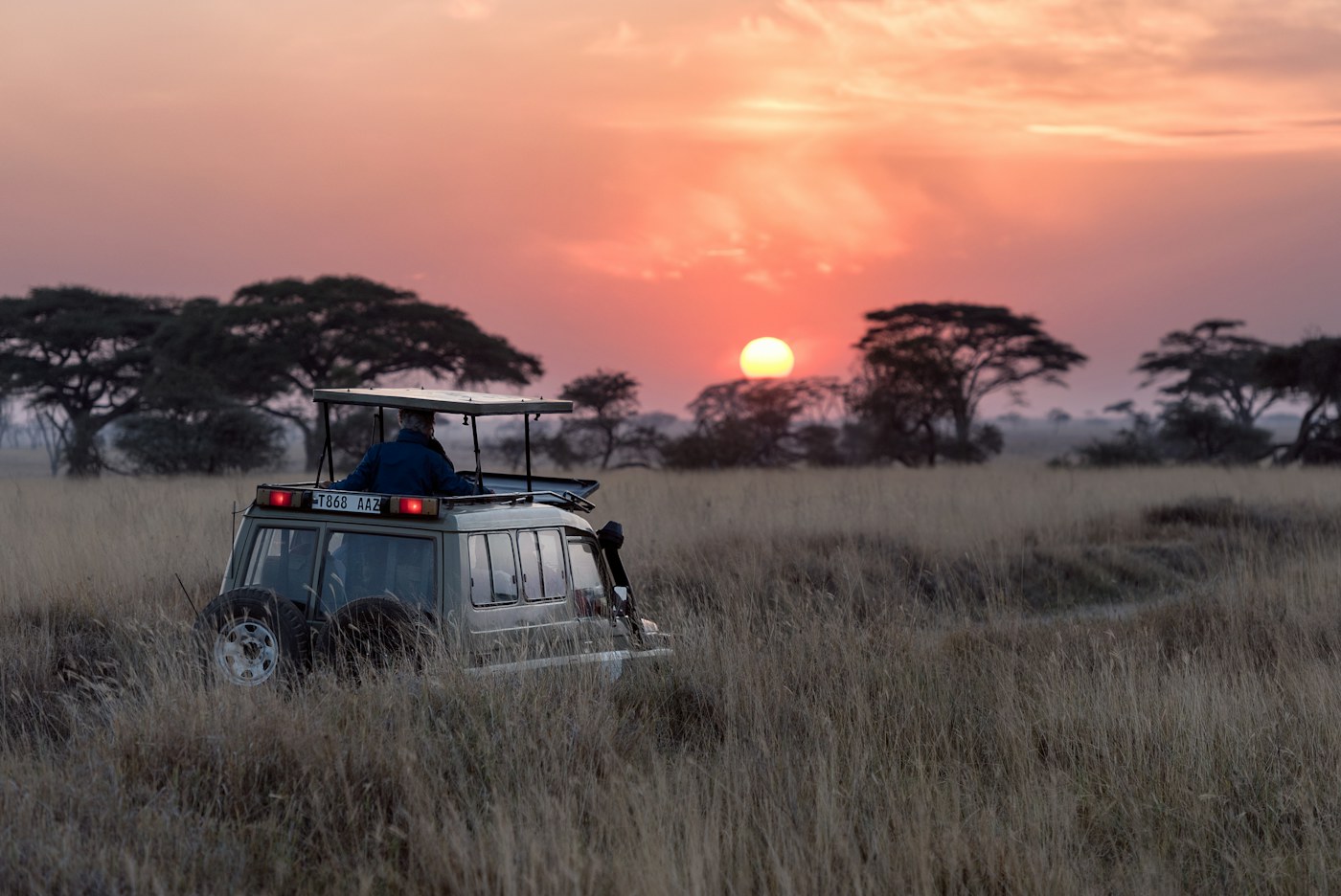 Elephants crossing the Serengeti grasslands